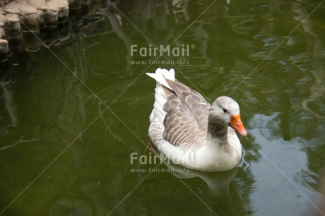 Fair Trade Photo Activity, Animals, Bird, Colour image, Day, Horizontal, Lake, Nature, Outdoor, Peru, South America, Swimming, Water, Wildlife