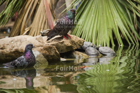 Fair Trade Photo Animals, Bird, Birds, Colour image, Day, Goose, Horizontal, Lake, Nature, Outdoor, Peru, Pigeon, South America, Tree, Water, Wildlife