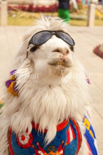 Fair Trade Photo Animals, Colour image, Day, Funny, Llama, Mountain, Outdoor, Peru, Smile, Smiling, South America, Sunglasses, Vertical