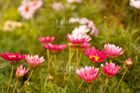 Fair Trade Photo Colour image, Day, Fathers day, Flowers, Grass, Horizontal, Love, Marriage, Mothers day, Nature, Outdoor, Peru, Seasons, Sorry, South America, Spring, Summer, Thank you, Valentines day, Wedding