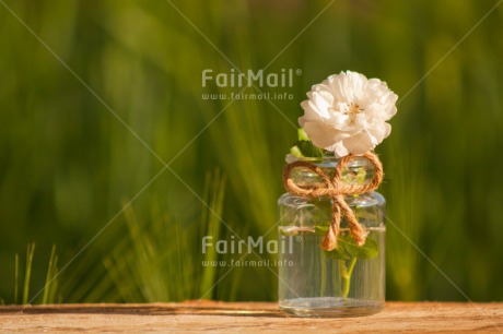 Fair Trade Photo Colour image, Condolence-Sympathy, Day, Fathers day, Flower, Friendship, Gift, Glass, Horizontal, Love, Marriage, Mothers day, Nature, Outdoor, Peru, Plant, Ribbon, Rope, Seasons, Sorry, South America, Spring, Thank you, Valentines day, Wedding, White