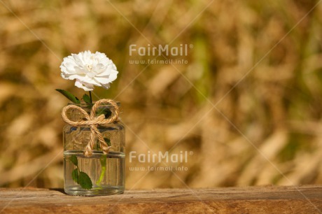 Fair Trade Photo Colour image, Condolence-Sympathy, Day, Fathers day, Flower, Friendship, Gift, Glass, Horizontal, Love, Marriage, Mothers day, Nature, Outdoor, Peru, Plant, Ribbon, Rope, Seasons, Sorry, South America, Spring, Thank you, Valentines day, Wedding, White