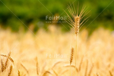 Fair Trade Photo Agriculture, Christianity, Colour image, Communion, Condolence-Sympathy, Corn, Day, Horizontal, Nature, Outdoor, Peru, Rural, South America