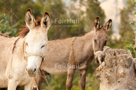 Fair Trade Photo Colour image, Day, Horizontal, Outdoor, Peru, Rural, South America