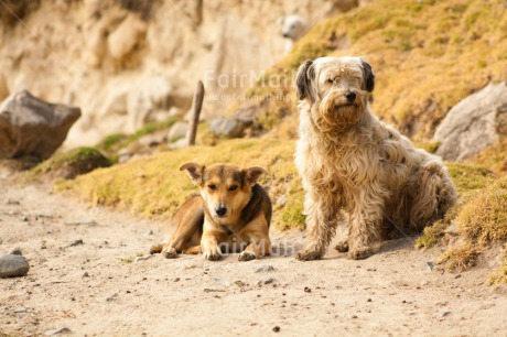 Fair Trade Photo Animals, Colour image, Day, Dog, Friendship, Horizontal, Mountain, Outdoor, Peru, Rural, Serious, South America