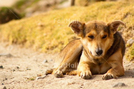 Fair Trade Photo Activity, Animals, Colour image, Day, Dog, Horizontal, Lying, Mountain, Outdoor, Peru, Rural, Serious, South America