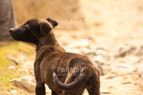 Fair Trade Photo Animals, Colour image, Day, Dog, Horizontal, Outdoor, Peru, South America