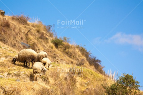 Fair Trade Photo Activity, Animals, Colour image, Day, Horizontal, Latin, Mountain, Outdoor, Peru, Rural, Sheep, South America, Walking