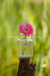 Fair Trade Photo Colour image, Day, Fathers day, Flower, Friendship, Glass, Green, Love, Marriage, Mothers day, Nature, Outdoor, Peru, Pink, Plant, Seasons, Sorry, South America, Spring, Thank you, Valentines day, Vertical, Wedding