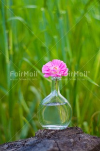 Fair Trade Photo Colour image, Day, Fathers day, Flower, Friendship, Glass, Green, Love, Marriage, Mothers day, Nature, Outdoor, Peru, Pink, Plant, Seasons, Sorry, South America, Spring, Thank you, Valentines day, Vertical, Wedding