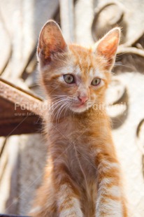 Fair Trade Photo Animals, Cat, Colour image, Curious, Peru, Portrait halfbody, South America, Thinking, Vertical