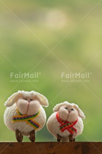 Fair Trade Photo Animals, Brother, Colour image, Couple, Fathers day, Friendship, Grass, Green, Love, Marriage, Mothers day, Nature, Outdoor, Peru, Sheep, Sister, South America, Valentines day, White
