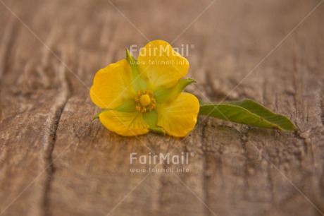 Fair Trade Photo Colour image, Condolence-Sympathy, Fathers day, Flower, Mothers day, Peru, South America, Valentines day, Wood, Yellow