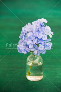 Fair Trade Photo Colour image, Fathers day, Flowers, Glass, Green, Love, Marriage, Mothers day, Peru, Purple, Seasons, South America, Spring, Valentines day, Vertical, Wedding