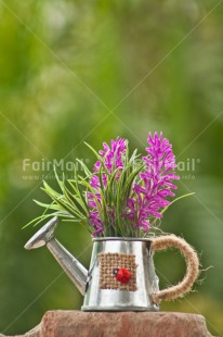 Fair Trade Photo Animals, Colour image, Ladybug, Moving, New home, Peru, Purple, South America, Vertical, Watering can, Welcome home
