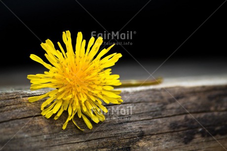 Fair Trade Photo Birthday, Chachapoyas, Colour image, Condolence-Sympathy, Flower, Friendship, Get well soon, Horizontal, Love, Mothers day, Nature, Peru, Sorry, South America, Thank you, Thinking of you, Valentines day, Wood, Yellow