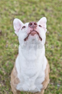 Fair Trade Photo Animals, Birthday, Chachapoyas, Colour image, Dog, Peru, South America, Vertical