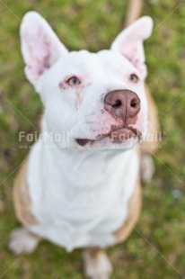 Fair Trade Photo Animals, Birthday, Chachapoyas, Colour image, Dog, Peru, South America, Vertical