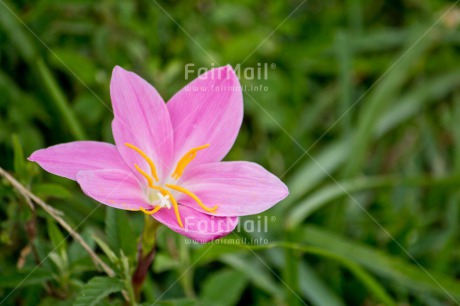 Fair Trade Photo Birthday, Chachapoyas, Colour image, Condolence-Sympathy, Flower, Friendship, Get well soon, Horizontal, Love, Mothers day, Nature, Peru, Sorry, South America, Thank you, Thinking of you, Valentines day