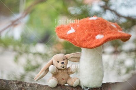 Fair Trade Photo Birthday, Chachapoyas, Colour image, Friendship, Green, Horizontal, Mushroom, Peru, South America, Thank you, Thinking of you, Tree