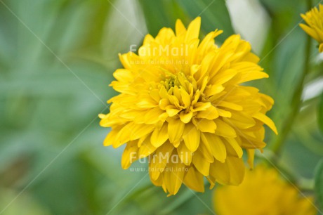 Fair Trade Photo Birthday, Chachapoyas, Colour image, Condolence-Sympathy, Flower, Friendship, Get well soon, Green, Horizontal, Love, Mothers day, Nature, Peru, Sorry, South America, Thank you, Thinking of you, Valentines day, Yellow
