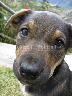 Fair Trade Photo Activity, Animals, Closeup, Colour image, Cute, Day, Dog, Friendship, Get well soon, Health, Looking at camera, Love, Nature, Outdoor, Peru, Sorry, South America, Streetlife, Thank you, Thinking of you, Vertical