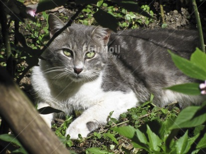 Fair Trade Photo Activity, Animals, Cat, Colour image, Day, Forest, Garden, Horizontal, Light, Looking at camera, Lying, Nature, Outdoor, Peru, Seasons, South America, Summer, Sun