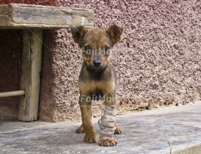 Fair Trade Photo Activity, Animals, Bandage, Colour image, Cute, Dog, Friendship, Get well soon, Health, Horizontal, Looking at camera, Outdoor, Peru, Sickness, South America, Streetlife, Thinking of you