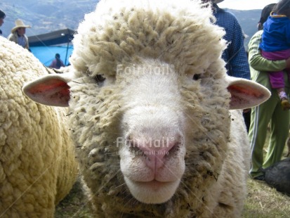 Fair Trade Photo Activity, Agriculture, Animals, Colour image, Cute, Day, Friendship, Funny, Horizontal, Looking at camera, Market, Outdoor, Peru, Rural, Sheep, South America