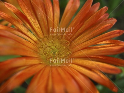 Fair Trade Photo Closeup, Colour image, Condolence-Sympathy, Flower, Food and alimentation, Fruits, Horizontal, Nature, Orange, Outdoor, Peru, South America