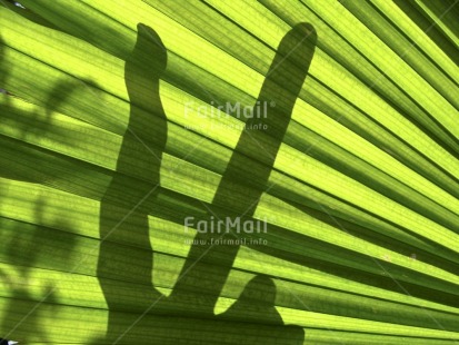 Fair Trade Photo Colour image, Friendship, Good luck, Green, Horizontal, Leaf, Light, Nature, Peace, Peru, Plant, Shadow, South America, Sun