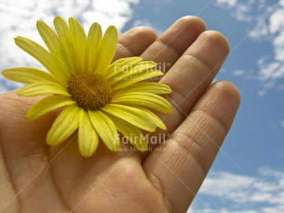 Fair Trade Photo Activity, Closeup, Colour image, Flower, Giving, Hand, Horizontal, Peru, Seasons, Sky, South America, Summer, Yellow