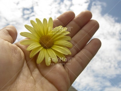 Fair Trade Photo Activity, Closeup, Colour image, Flower, Giving, Hand, Horizontal, Peru, Seasons, Sky, South America, Summer, Yellow