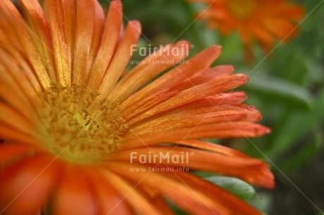 Fair Trade Photo Closeup, Colour image, Condolence-Sympathy, Flower, Food and alimentation, Fruits, Horizontal, Nature, Orange, Outdoor, Peru, South America