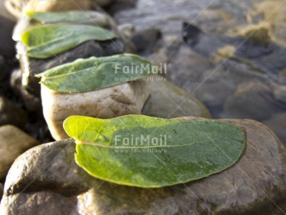 Fair Trade Photo Artistique, Colour image, Day, Green, Horizontal, Leaf, Nature, Outdoor, Peru, River, South America, Spirituality, Stone, Water, Wellness