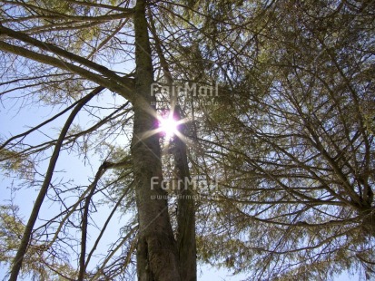 Fair Trade Photo Colour image, Condolence-Sympathy, Evening, Forest, Freedom, Horizontal, Light, Low angle view, Nature, Outdoor, Peru, Scenic, South America, Spirituality, Sun, Tree