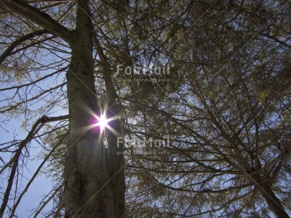 Fair Trade Photo Colour image, Condolence-Sympathy, Evening, Forest, Freedom, Horizontal, Light, Low angle view, Nature, Outdoor, Peru, Scenic, South America, Spirituality, Sun, Tree