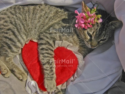 Fair Trade Photo Activity, Animals, Cat, Closeup, Colour image, Cute, Funny, Heart, Horizontal, Love, Peru, Red, Relaxing, South America, Thinking of you, Valentines day