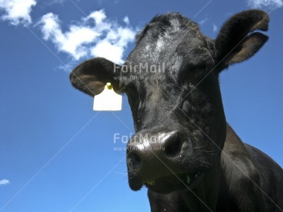 Fair Trade Photo Activity, Agriculture, Animals, Black, Colour image, Cow, Horizontal, Looking at camera, Low angle view, Peru, Sky, South America