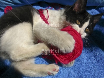 Fair Trade Photo Activity, Animals, Blue, Cat, Closeup, Colour image, Cute, Horizontal, Peru, Pink, Playing, South America, Wool