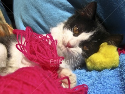 Fair Trade Photo Activity, Animals, Blue, Cat, Closeup, Colour image, Cute, Horizontal, Peru, Pink, Playing, South America, Wool