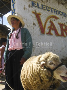 Fair Trade Photo Activity, Animals, Care, Clothing, Colour image, Dailylife, Entrepreneurship, Market, Multi-coloured, One woman, Outdoor, People, Peru, Portrait fullbody, Rural, Saleswoman, Selling, Sheep, Sombrero, South America, Streetlife, Traditional clothing, Vertical, Working