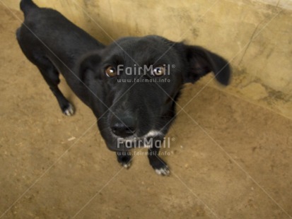 Fair Trade Photo Animals, Black, Colour image, Dog, Focus on foreground, Horizontal, Nature, Outdoor, Peru, South America