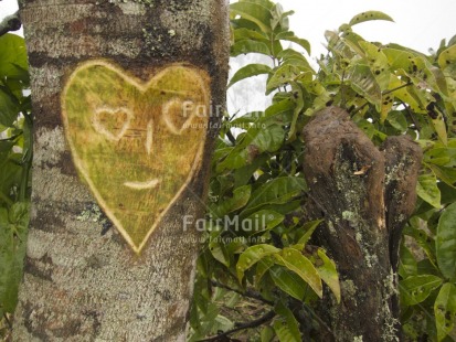 Fair Trade Photo Colour image, Face, Green, Heart, Horizontal, Love, Nature, Outdoor, Peru, South America, Tabletop, Tree