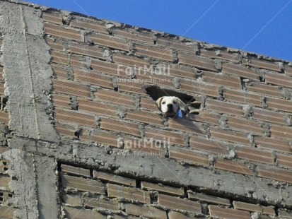 Fair Trade Photo Activity, Animals, Colour image, Day, Dog, Funny, Horizontal, House, Looking at camera, Outdoor, Peru, Sky, South America, Street, Streetlife, Wall