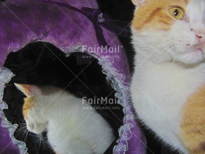 Fair Trade Photo Animals, Artistique, Cat, Colour image, Horizontal, Indoor, Mirror, Peru, Reflection, South America