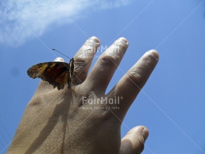 Fair Trade Photo Animals, Butterfly, Closeup, Colour image, Day, Hand, Horizontal, Insect, Low angle view, Outdoor, People, Peru, Seasons, Sky, South America, Spring, Summer