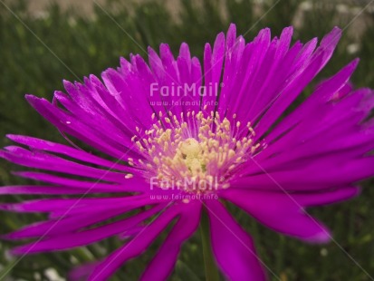 Fair Trade Photo Closeup, Colour image, Day, Flower, Horizontal, Nature, Outdoor, Peru, Purple, South America