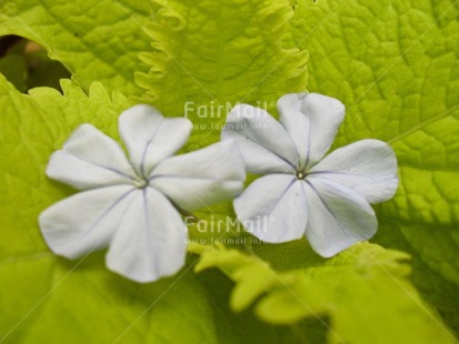 Fair Trade Photo Colour image, Condolence-Sympathy, Day, Flower, Green, Horizontal, Nature, Outdoor, Peru, South America, White
