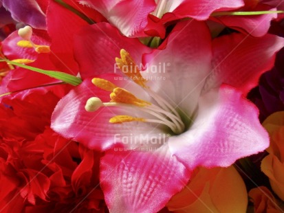 Fair Trade Photo Closeup, Colour image, Day, Flower, Horizontal, Indoor, Peru, Pink, Red, South America